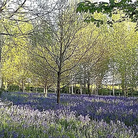 Hollicarrs - Cherry Blossom Selby