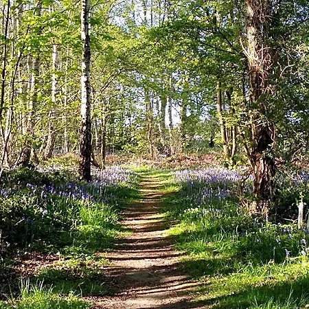 Hollicarrs - Cherry Blossom Selby